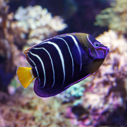 Chrysurus Angelfish - Adult, Medium