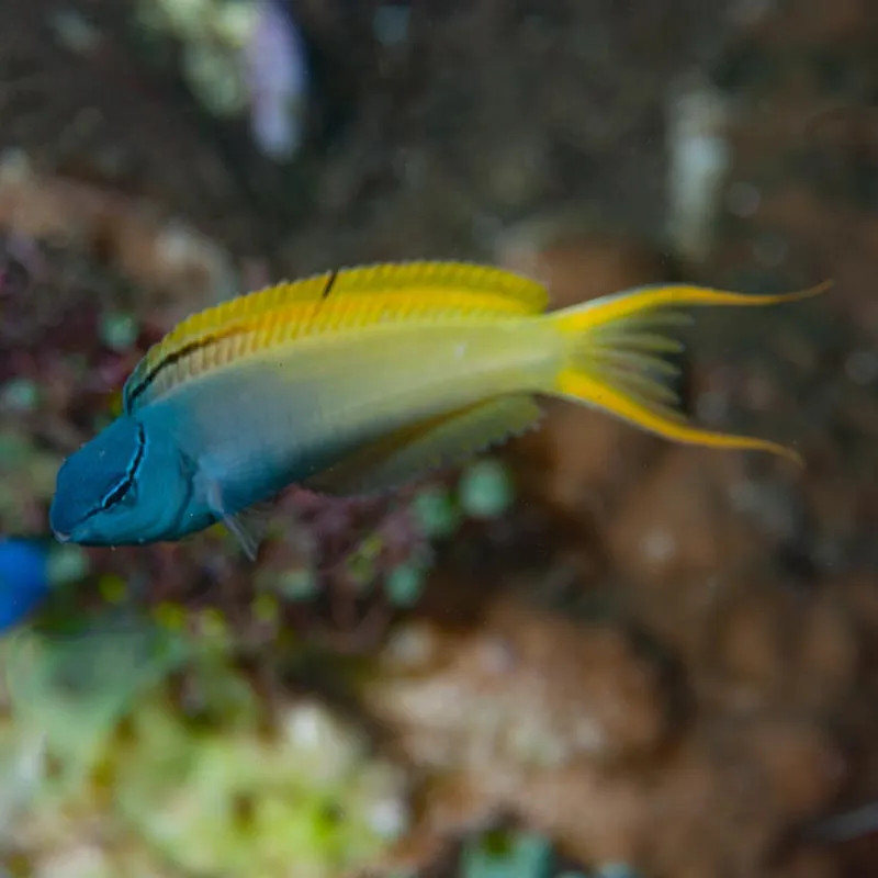 Harptail Blenny