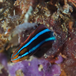 Bluestriped Fangblenny