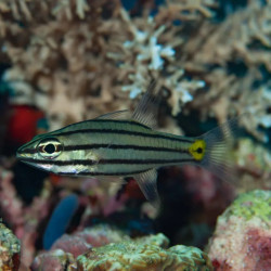 Black Striped Cardinalfish