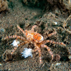 Pom Pom Crab