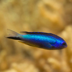 Neon Damselfish