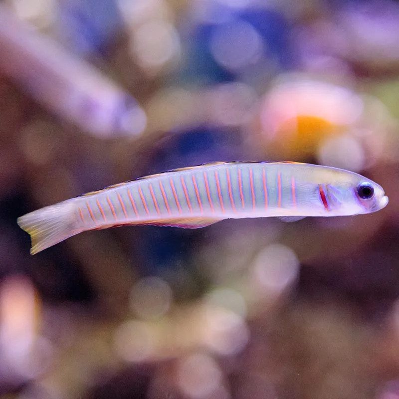 Zebra Barred Dartfish