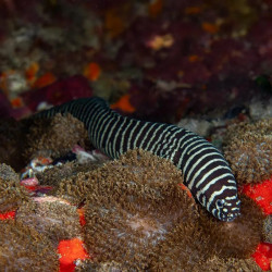 Zebra Moray Eel
