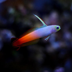 Firefish - Philippines