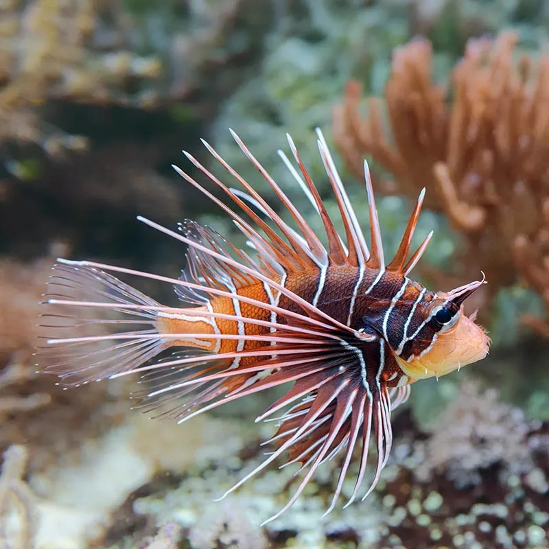 Radiata Lionfish