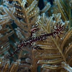 Harlequin Ghost Pipefish