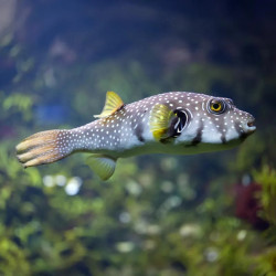 Stars And Stripes Pufferfish
