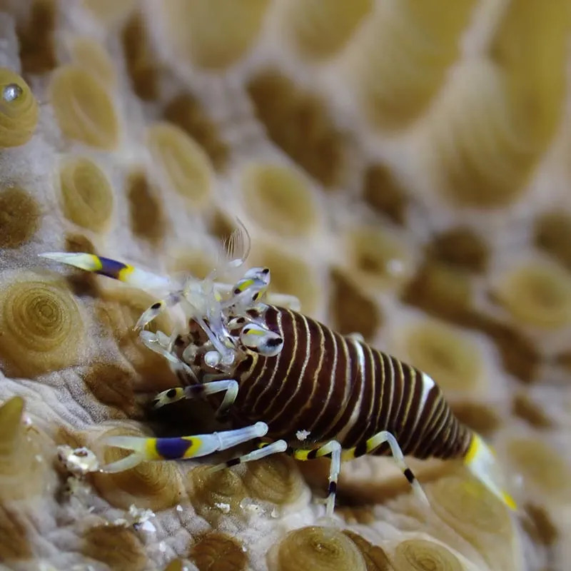 Bumble Bee Shrimp