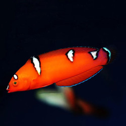 Red Coris Wrasse Juvenile - Medium
