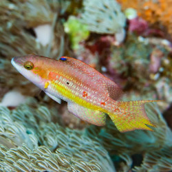 Two Spot Wrasse