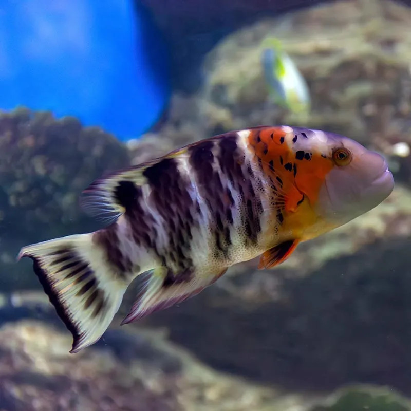 Red Breast Wrasse