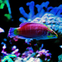 Mystery Wrasse