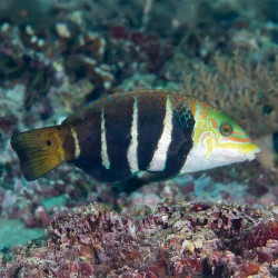 Barred Thicklip Wrasse - Adult, Small