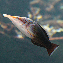 Bird Wrasse - Female , Medium
