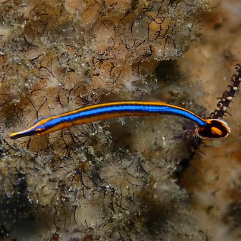 Bluestripe Pipefish