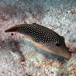 Bicolored Toby Pufferfish