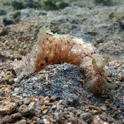 Dolabella Sea Hare