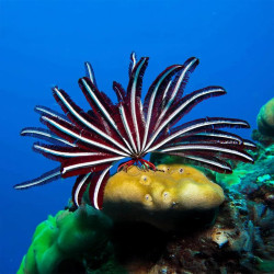 Feather Starfish
