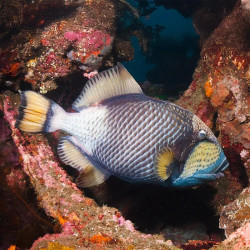 Titan Triggerfish