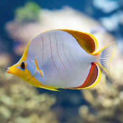 Yellowhead Butterflyfish