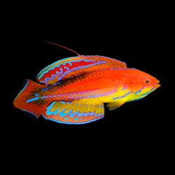 Diamond Tail Flasher Wrasse - Juvenile, Male