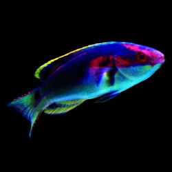 Exquisite Fairy Wrasse Male - Large