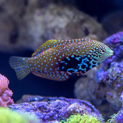 Blue Star Leopard Wrasse - Female
