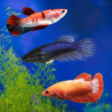 Assorted Betta - Female