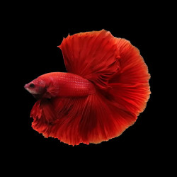Blood Red Halfmoon Betta - Male