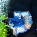 Butterfly Betta - Male