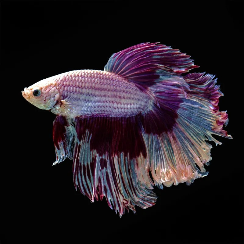 Giant Betta - Male