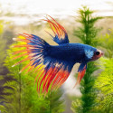 Blue & Orange Crowntail Betta - Male