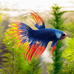 Lunar Blue & Orange Crowntail Betta - Male