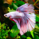 Pink Dumbo Rosetail Betta - Male