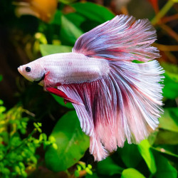 Pink Dumbo Rosetail Betta - Male