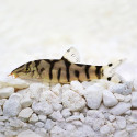Yoyo Loach