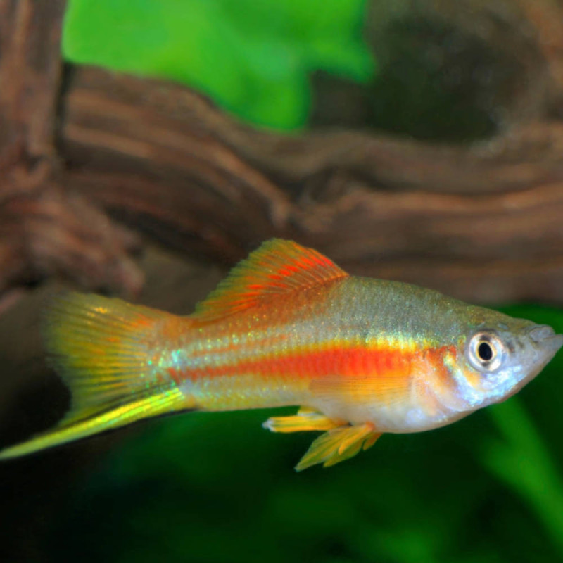 Jumbo Swordtail