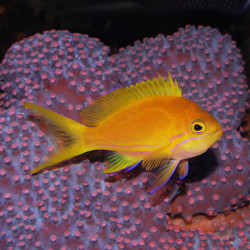 Square Back Anthias - Female