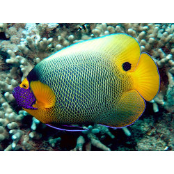 Blue face angel - M adult