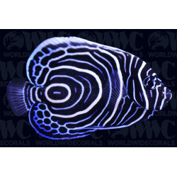 Emperor Angelfish  - Philippines