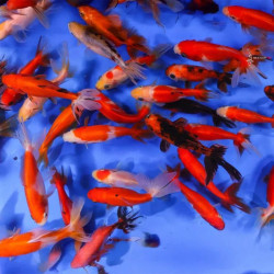 Assorted Wakin Goldfish - Medium