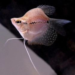Pearl Baloon Gourami
