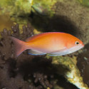 RED FAIRY ANTHIAS - MALE