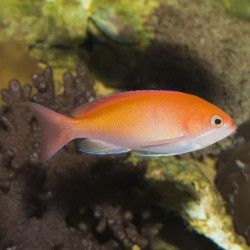RED FAIRY ANTHIAS - MALE