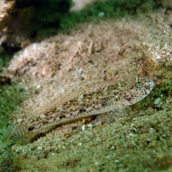White Sleeper Goby