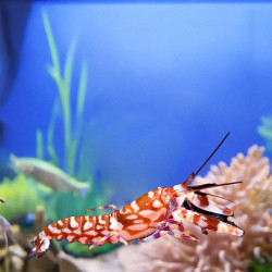 TIGER PISTOL SHRIMP