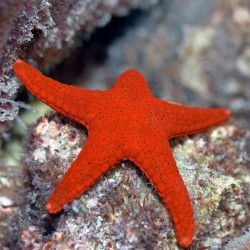 RED STARFISH