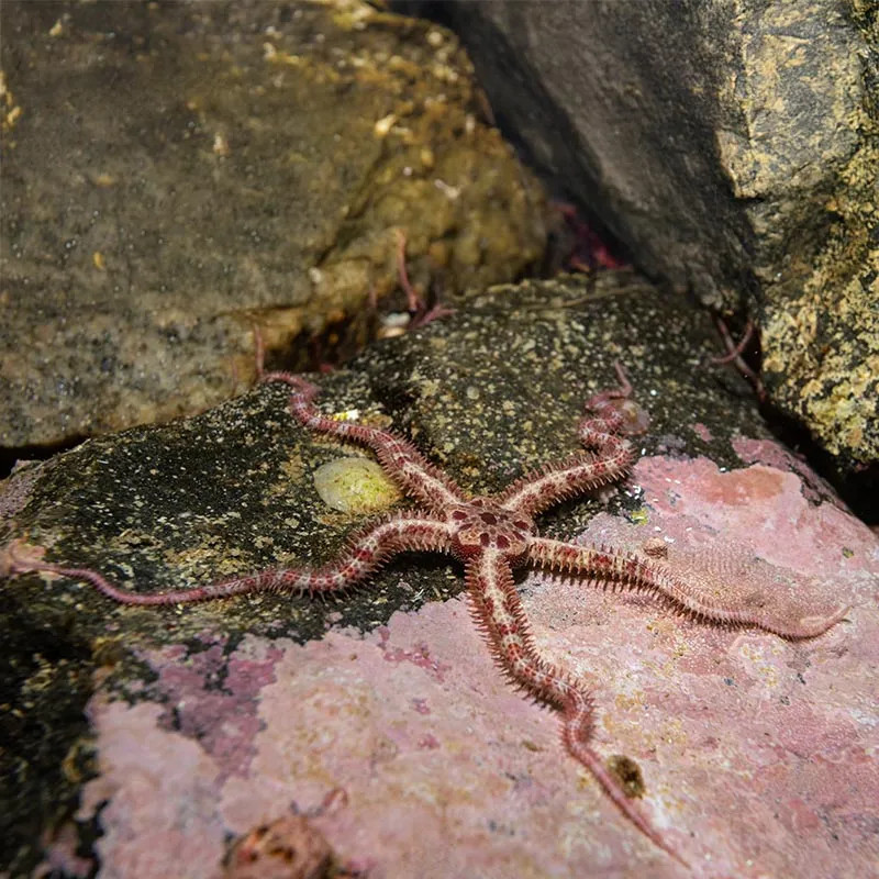 BRITTLE STARFISH