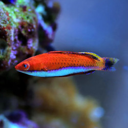 RED FAIRY WRASSE